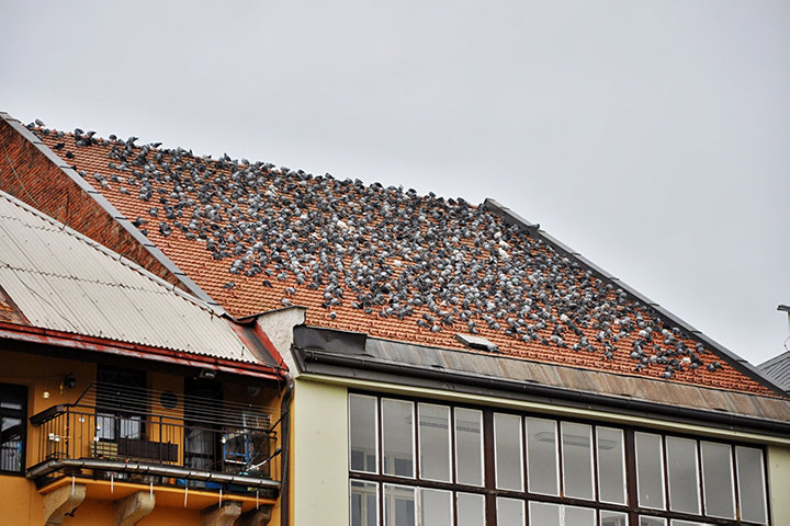 A2B Pest Control are able to install spikes to deter birds from roofs in Bishop Auckland. 