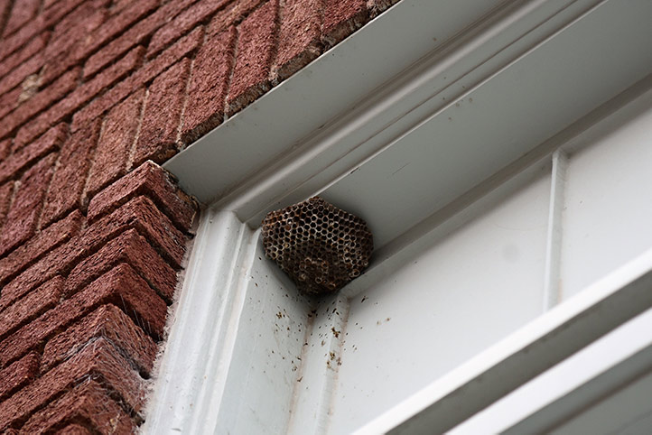We provide a wasp nest removal service for domestic and commercial properties in Bishop Auckland.